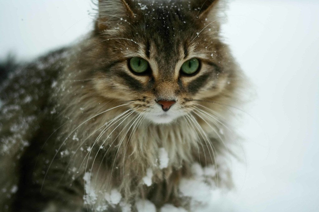 How to Help Outdoor Cats in the Winter - Fur Face Pet Photography
