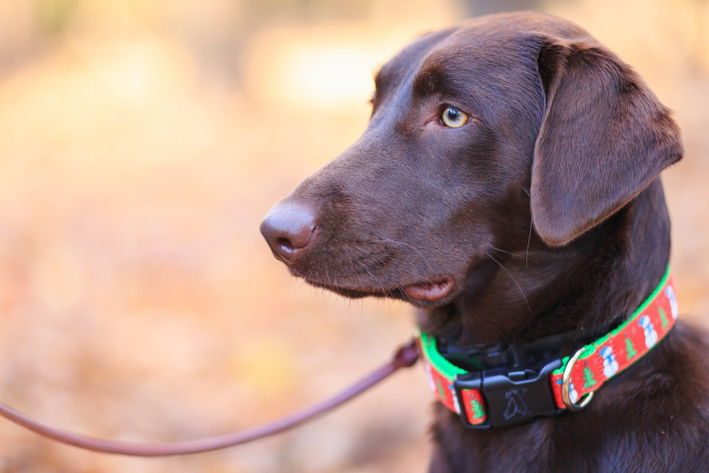 Collars, Harnesses, and Leashes - Oh My!