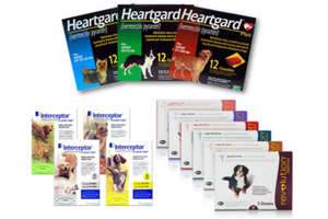 Heartworm Disease - Testing and Prevention