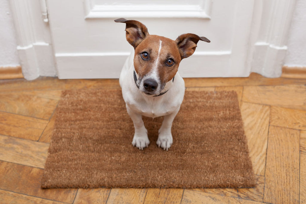 What Your Pet Sitter Should Know