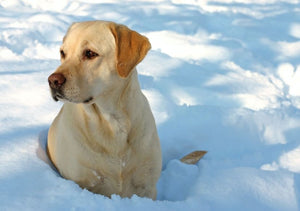 Walking in a Winter Wonderland