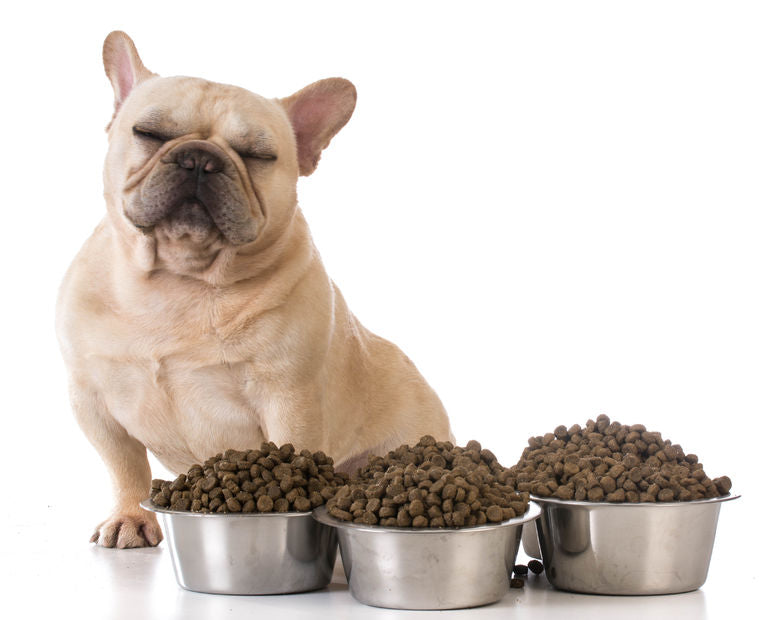A Pawsitively Easy Way to Transition Foods