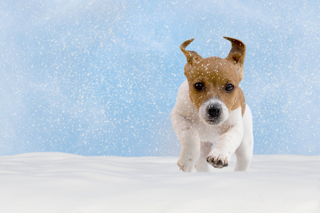 Keeping Pets Active in Winter