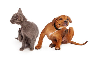 Getting Tick'd? How to Get Fleas to Flee