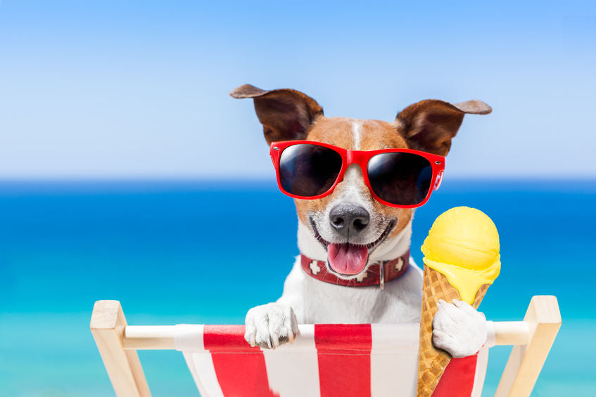 Dramatic Summer Dogs Dog Days of Summer