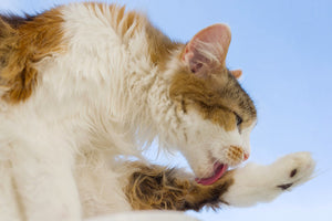 Handling a Hairy Situation