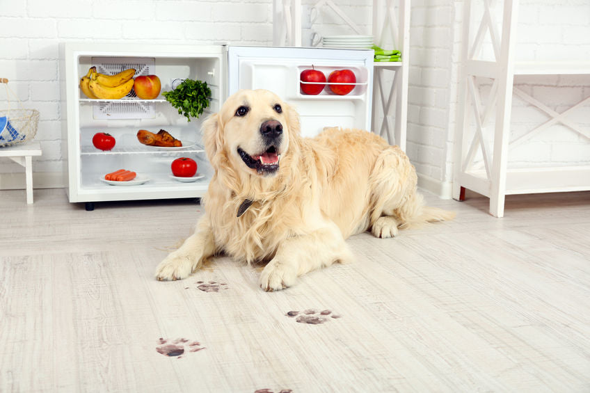 Reap the Benefits of Refrigerated Pet Food