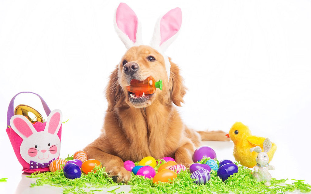 Pet Dangers to Avoid for a Hoppy Easter
