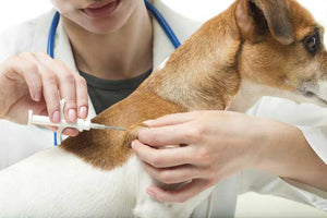 Pet Microchipping