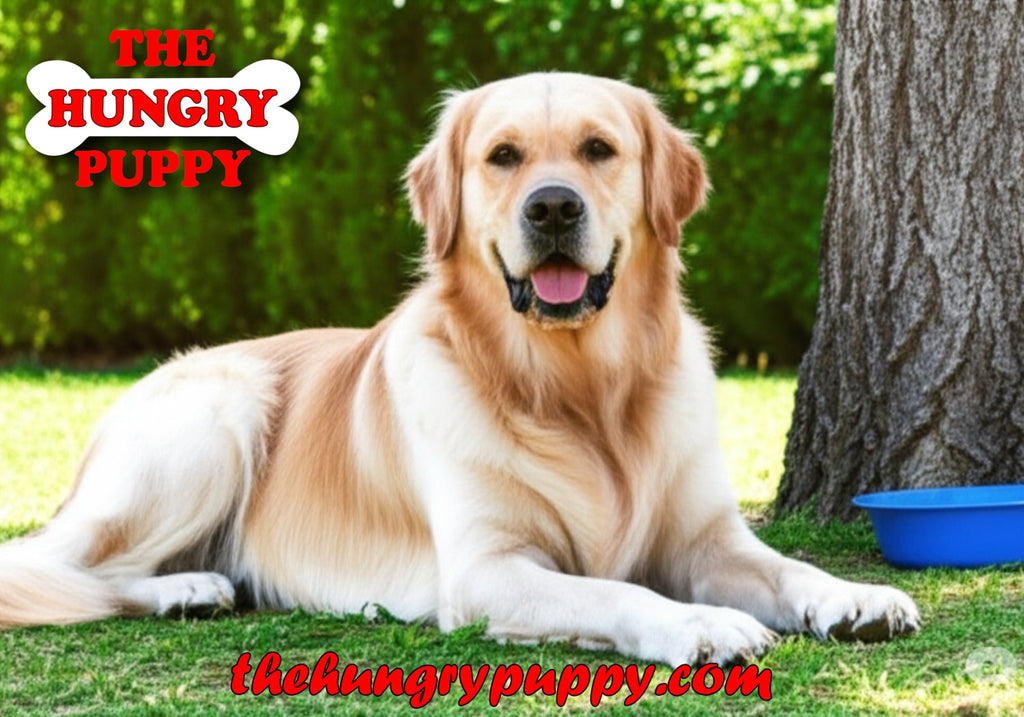 Summer Safety: Keeping Your Dog Cool and Comfortable