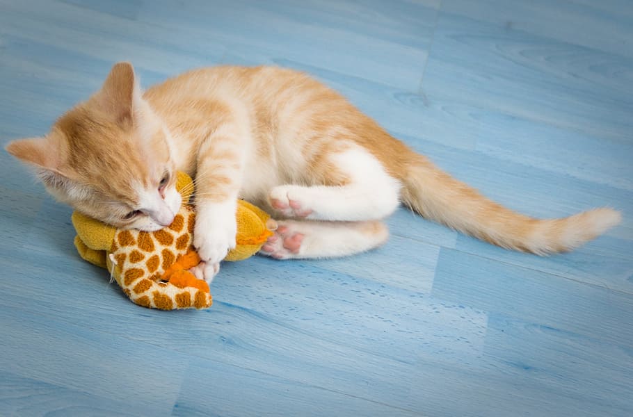 Choosing Cat Toys