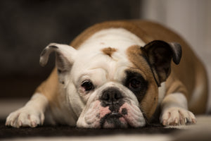No Bones About It: Dealing with Arthritis in Pets