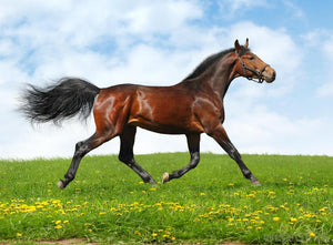 Galloping to Greater Gastrointestinal Health