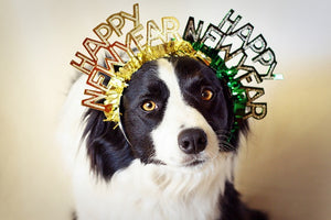 7 New Year's Resolutions for You and Your Pet