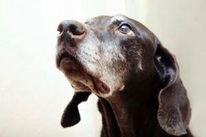 Joint Support for Dogs