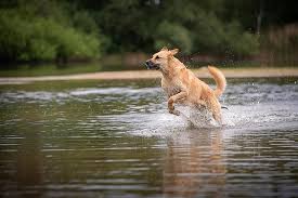 Keep Your Pet Swimmingly Healthy with Salmon Oil