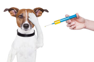 Vaccinating your Pets