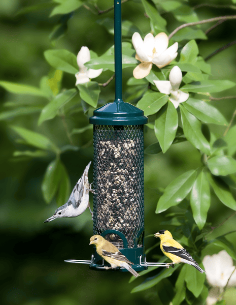 Brome Squirrel Buster Mini Bird Feeder, additional view 2