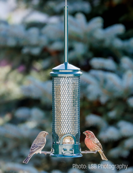 Brome Squirrel Buster Mini Bird Feeder, additional view 1
