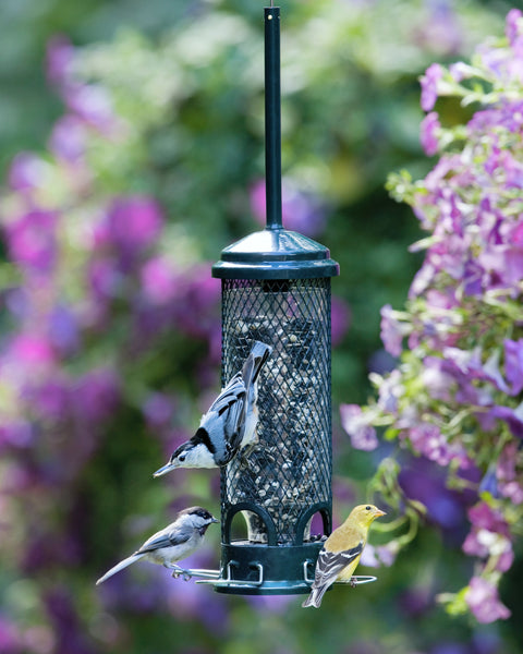 Brome Squirrel Buster Mini Bird Feeder, additional view 3