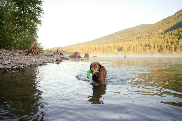 Chuckit! Amphibious Floating Fetch Toys, additional view 3