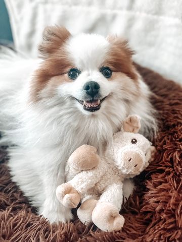 Natural Pet Plush Horse Dog Toy, 6 in, additional view 1