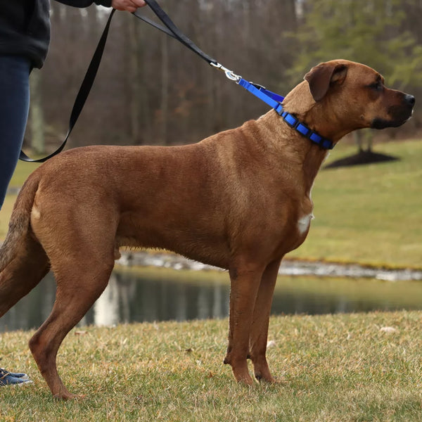 Coastal Natural Control Training Collar Additional Links, 3 Pack, additional view 2