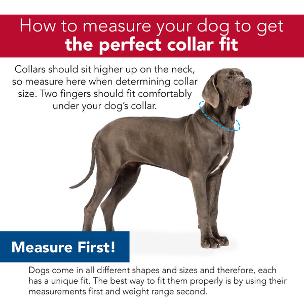 Coastal New Earth Soy Adjustable Dog Collar, additional view 6