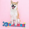 Ethical Pet Snuffle Roll Puzzle Dog Toy