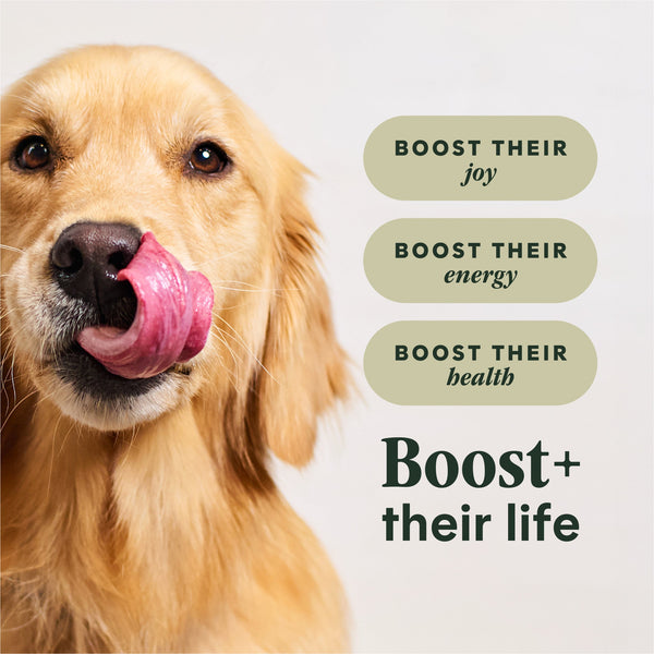 Instinct RawBoost+ Kibble Gut Health Recipe Dry Dog Food