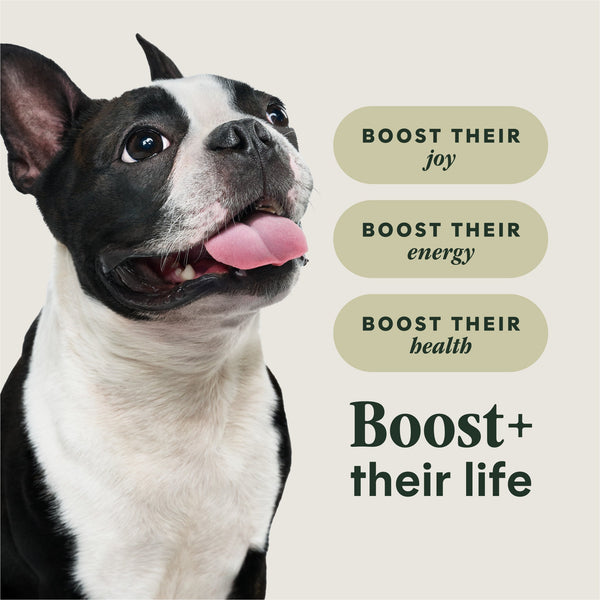 Instinct RawBoost+ Kibble for Small Breed Dogs Real Chicken Recipe Dry Dog Food