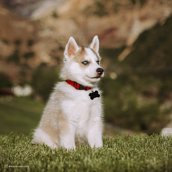 Coastal New Earth Soy Adjustable Dog Collar, additional view 4