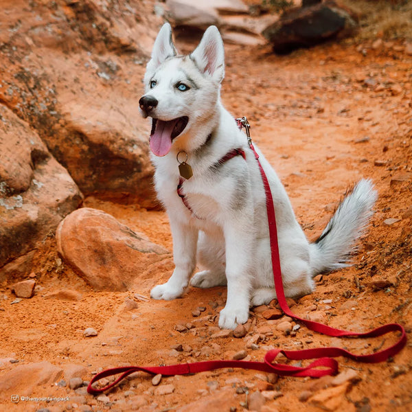 Coastal New Earth Soy Dog Leash, 6 ft, additional view 3