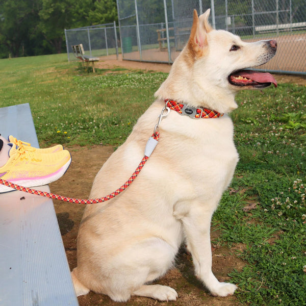 Coastal Pro Active Woven Reflective Rope Leash, 6 ft, additional view 7