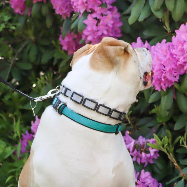 Coastal Natural Control Training Collar, Grey