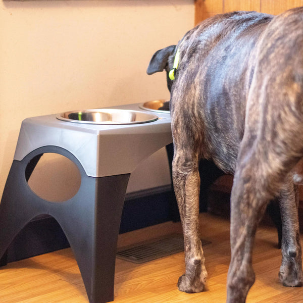 Coastal Maslow Elevated Dog Feeder, additional view 2