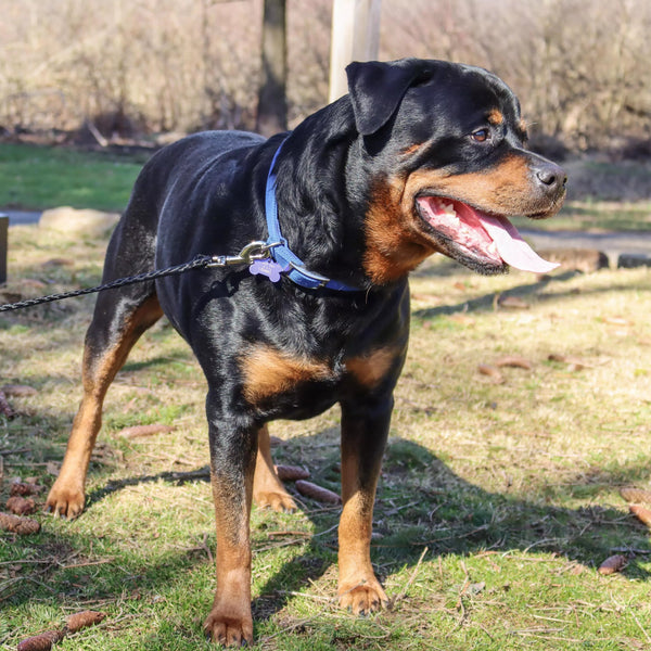 Coastal Double-Ply Nylon Dog Collar