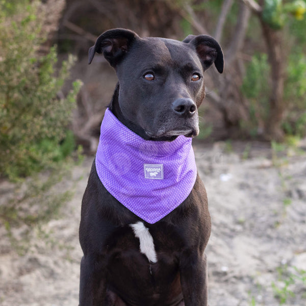 Canada Pooch Wet Reveal Cooling Bandana, Medium, additional view 1