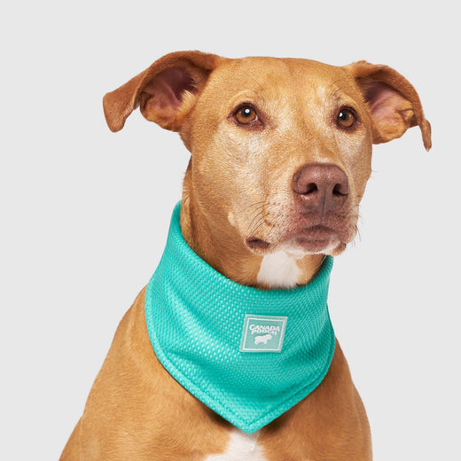 Canada Pooch Wet Reveal Cooling Bandana, Medium