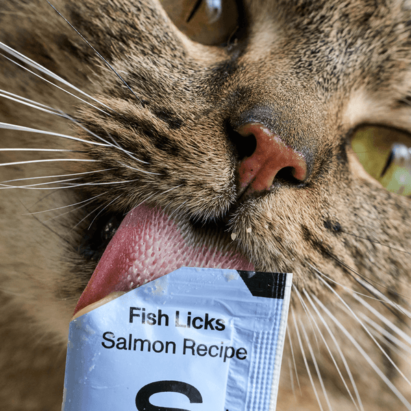 Cat licking a Smalls Fish Licks (Salmon) salmon broth treat tube
