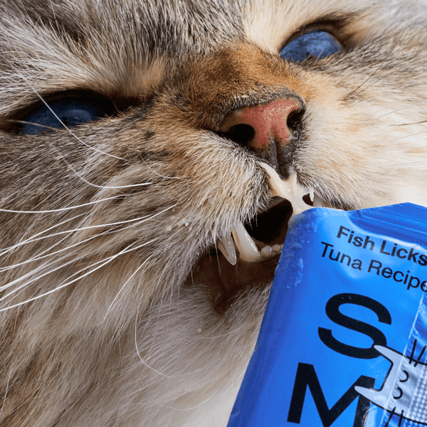 Cat licking a Smalls Fish Licks (Tuna) tuna broth treat tube