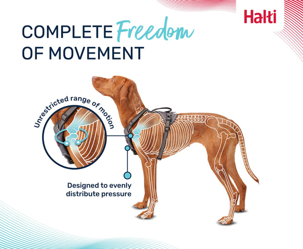Halti Anatomy Dog Harness, additional view 2