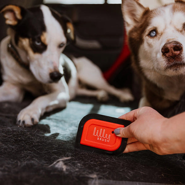 Lilly Mini-Blade lifting embedded dog hair from car carpet