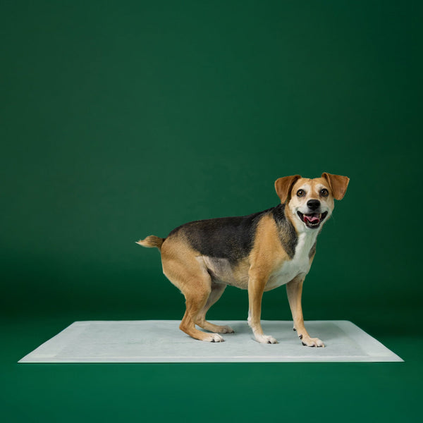 Earth Rated Dog Pee Pads, XL 28 x 34 in, 25 Count