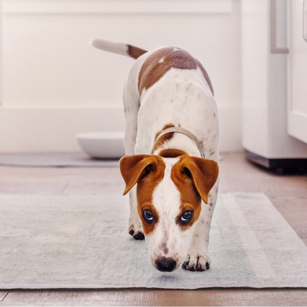 Earth Rated Dog Pee Pads, XL 28 x 34 in, 25 Count, additional view 2