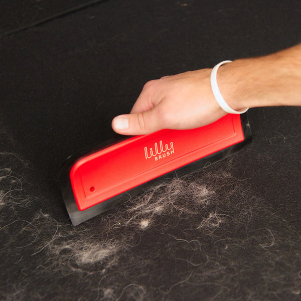 Lilly Blade removing embedded dog hair from car cargo carpet
