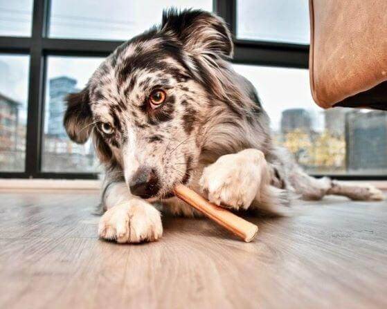 Dog enjoying a Red Barn bully stick, a natural slow roasted beef pizzle chew