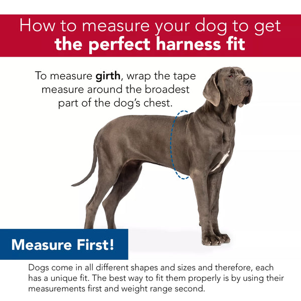Coastal Comfort Wrap Adjustable Dog Harness, Purple, additional view 2