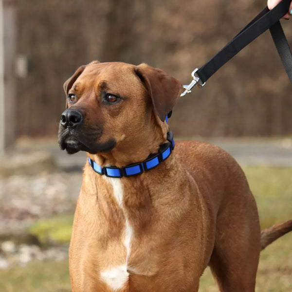Coastal Natural Control Training Collar Additional Links, 3 Pack, additional view 1