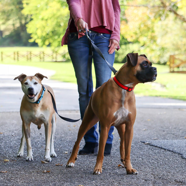 Coastal 2 Dog Walker Tangle-Free Adjustable Leash, additional view 1